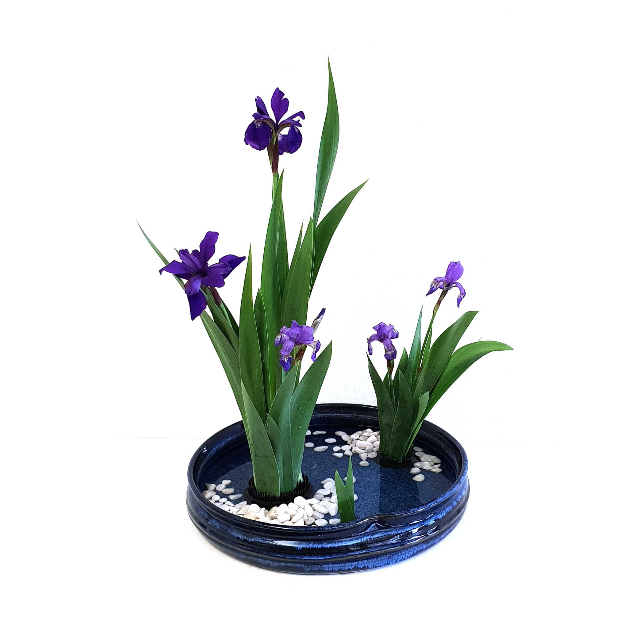 <i>Kakubana</i> landscape of irises with two parts